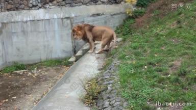 在秋天的动物园里，一只非洲狮在水泥<strong>路上</strong>来回行走